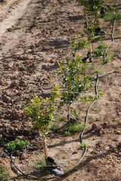 Image du Maroc Professionnelle de  Des fermes de grandes dimensions avec des terres agricoles qui ont profité de l’épierrage, d'un tri et enfin du broyage des roches cela a permis de créer des champs de grandes dimensions que l’on a divisés en zones séparées par des filets dans le but de les protéger contre l'action du vent. Avant de procédé à la plantation des orangers on avait équipé le sol d’un système moderne d'arrosage qui laisse passer l’eau petit à petit, dit "goutte à goutte" dans une nouvelle ferme moderne à Chichaoua, Mardi 27 Février 2007. (Photo / Abdeljalil Bounhar)